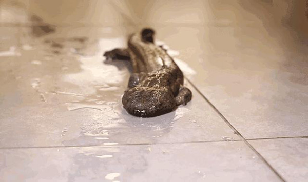 娃娃鱼有灵性不要吃（吃娃娃鱼犯法吗）