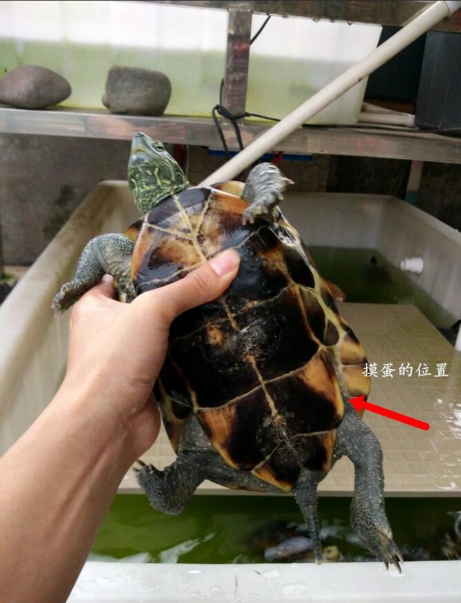 怎么知道乌龟怀孕了（乌龟怀孕后护理方法及注意事项）