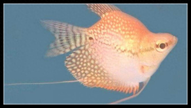 玛丽鱼为什么不建议养（注意：玛丽鱼是这三种鱼里适应性最差的）