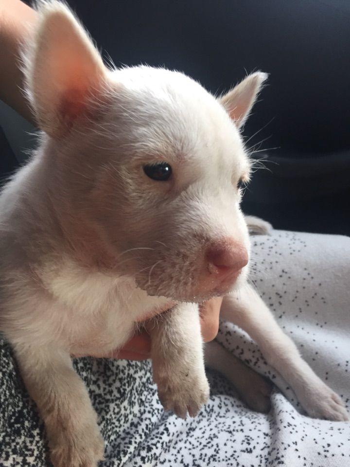 下司犬的优点和缺点有哪些（下司犬图片纯种）