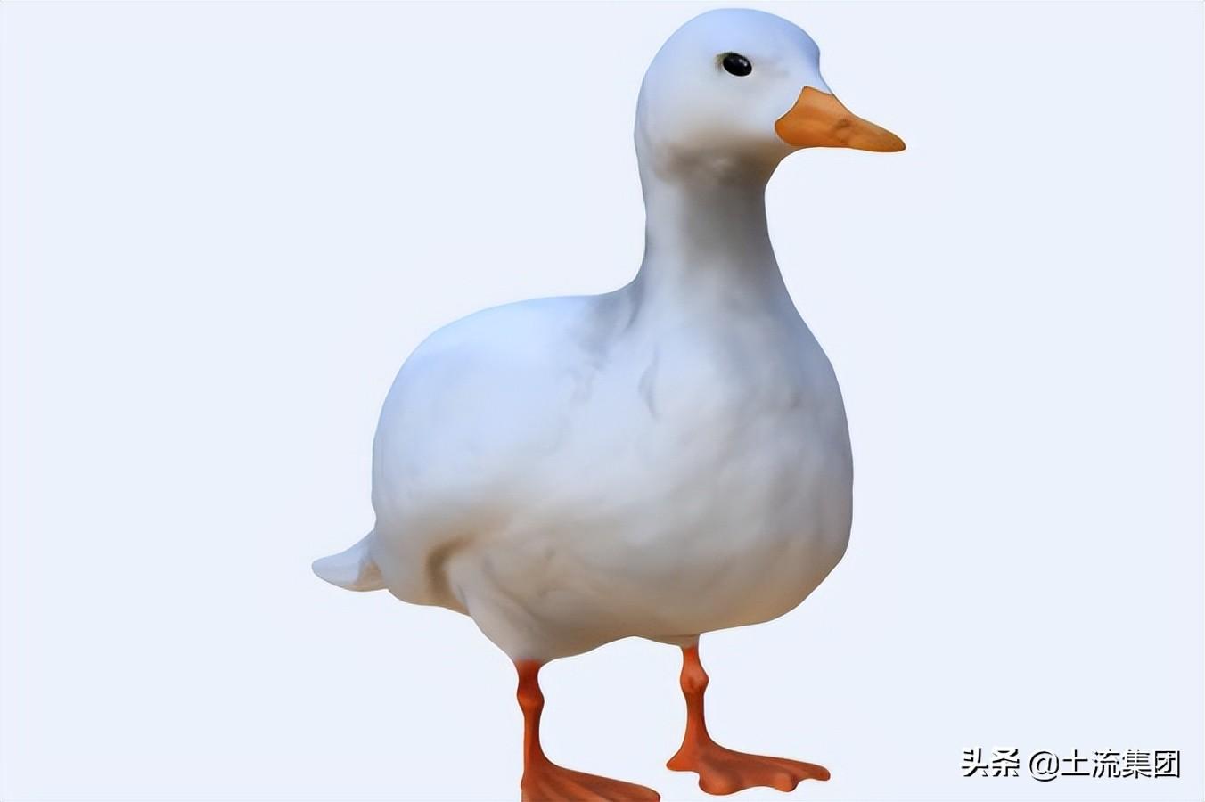 柯尔鸭和普通的鸭子有什么区别