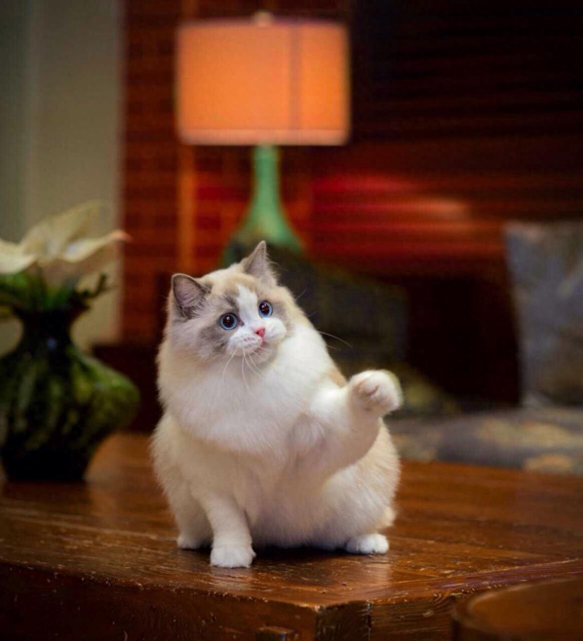 长毛猫拉屎屁股总粘毛怎么办（例：布偶猫为了颜值牺牲了智商）