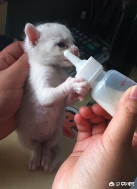 幼猫一日三餐怎么安排合适(附：猫咪1-2个月的喂养清单)