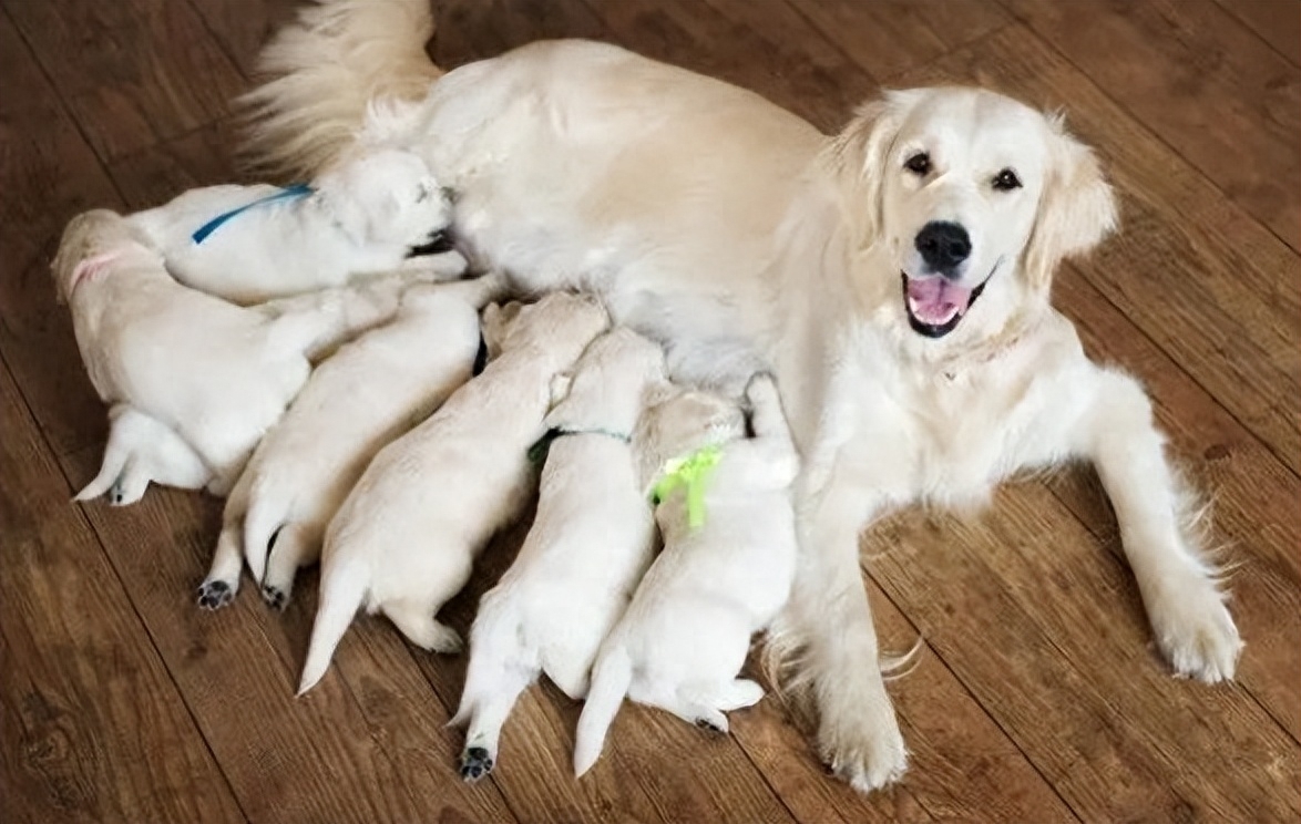 狗狗产前三天征兆有哪些（附：有这4种症状就是分娩的信号）