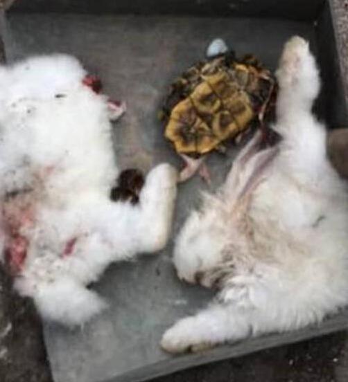 女主人嫌二哈没玩伴，给它买回乌龟和兔子，结果却让她傻眼了 