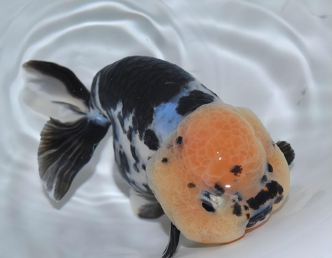 兰寿金鱼难养吗（分享兰寿金鱼饲养方法）