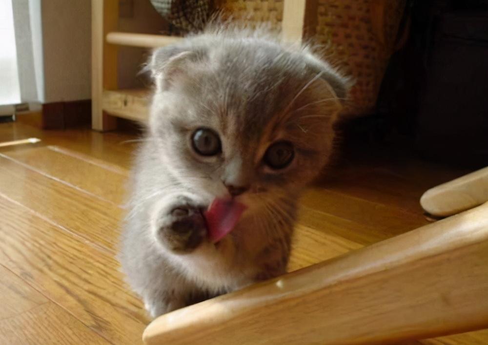 40天的小猫抱走可以养活吗为什么（新手喂养1至2月幼猫喂养方法）