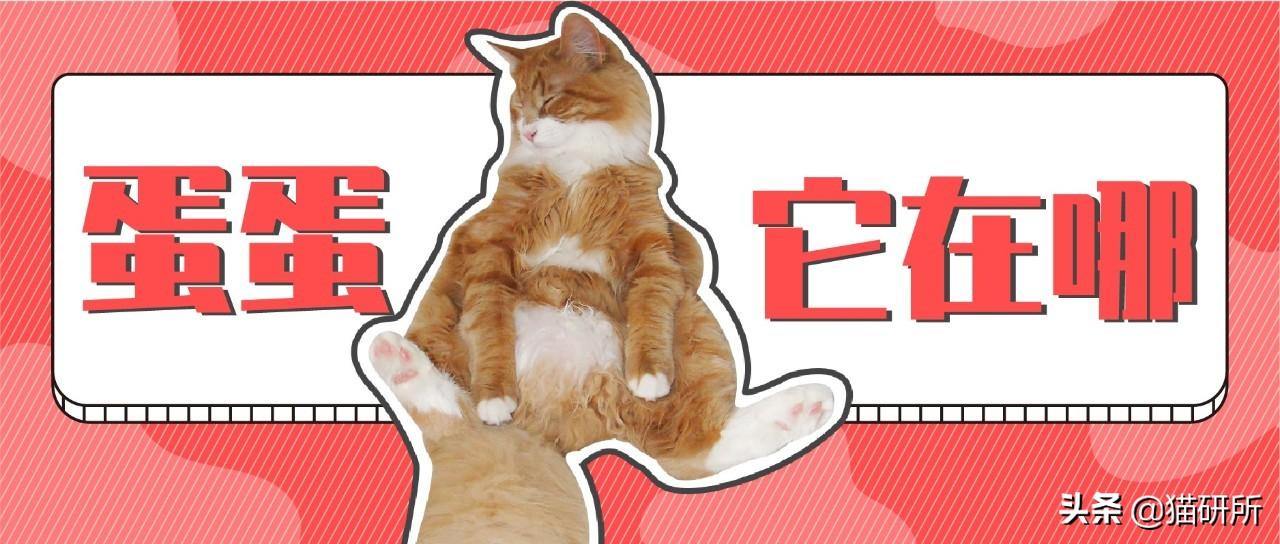 公猫隐睾可以活几年（猫咪隐睾手术最佳时间及预后和护理注意事项）