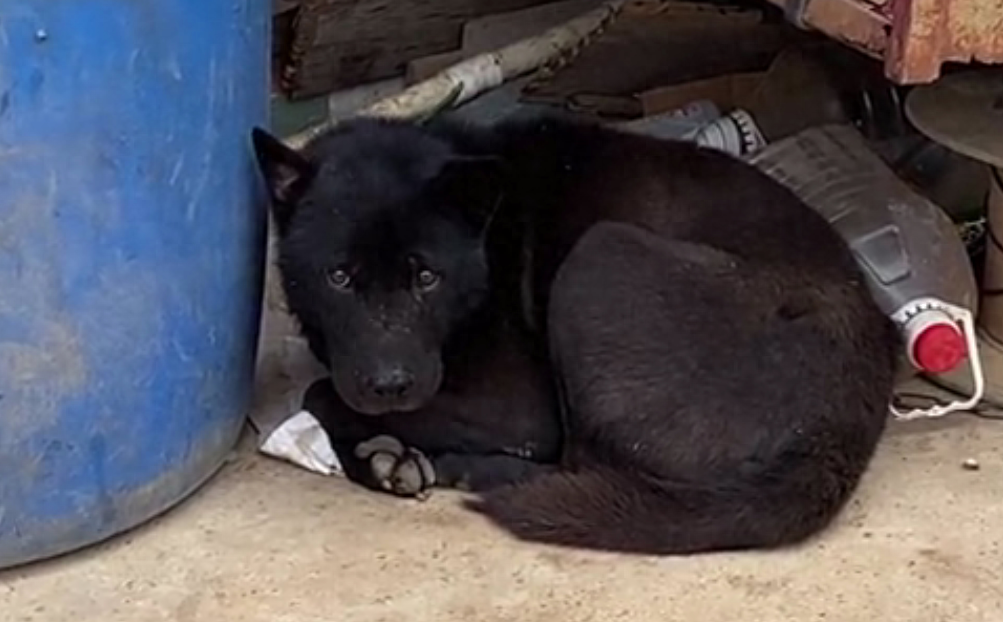 五黑狗的舌头都是黑的吗（附：五黑犬图片）