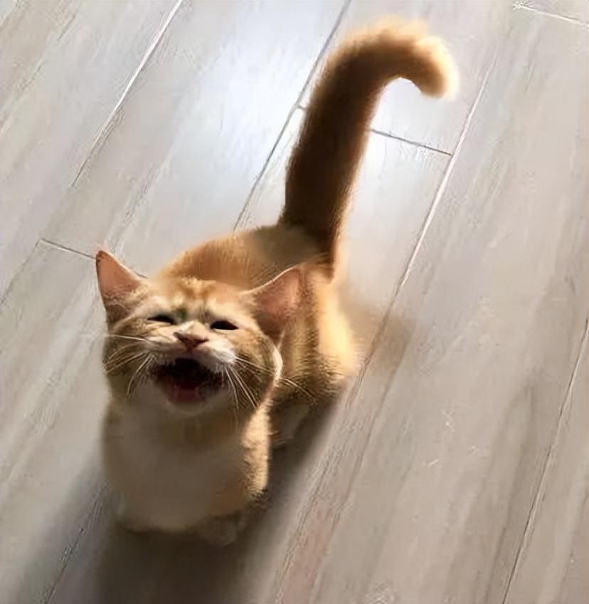 人摸过小猫猫妈妈就不要了吗（盘点和猫咪关系再好也不能做的事）