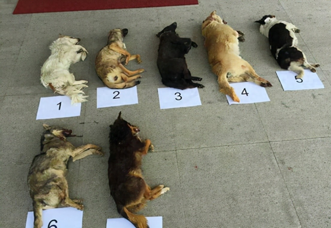 最简单的方法毒死狗有吗（附：60秒就能毒倒大狗的‘毒狗针’）