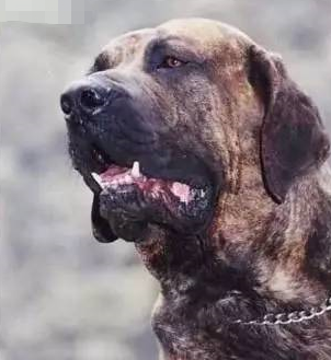 十大常见巨型犬排行（巨型犬品种大全）