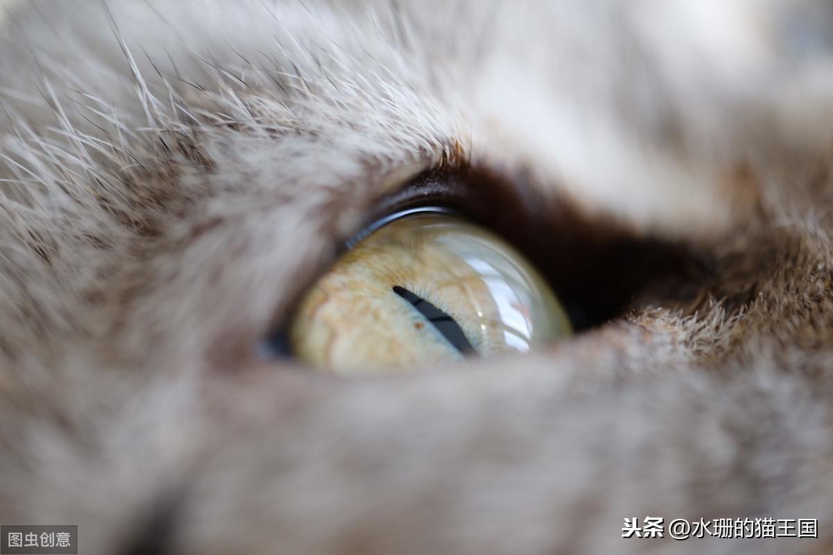 两个月小猫眼屎多是什么原因造成呢（猫咪眼睛有脓性分泌物）