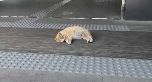 西安地铁可以带宠物猫吗？看看这篇文章就知道了