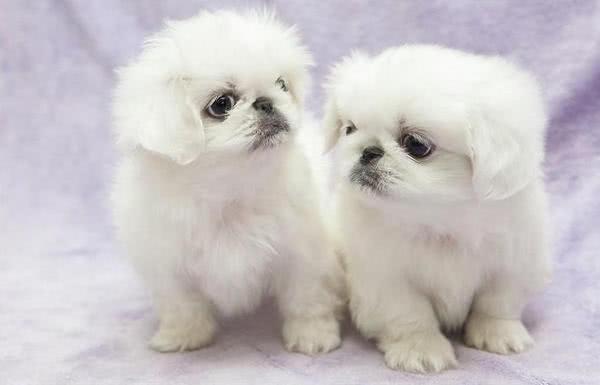 教你鉴别京巴犬的标准方法（如何看京巴犬品相）