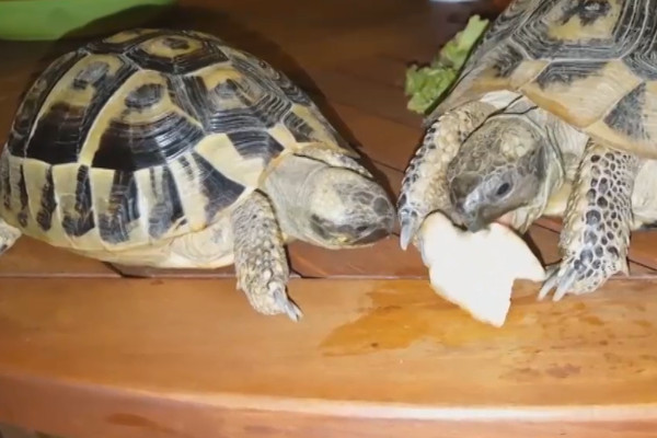 逗逗乌龟开心很难吗（附：小乌龟持续开心的5个妙招）