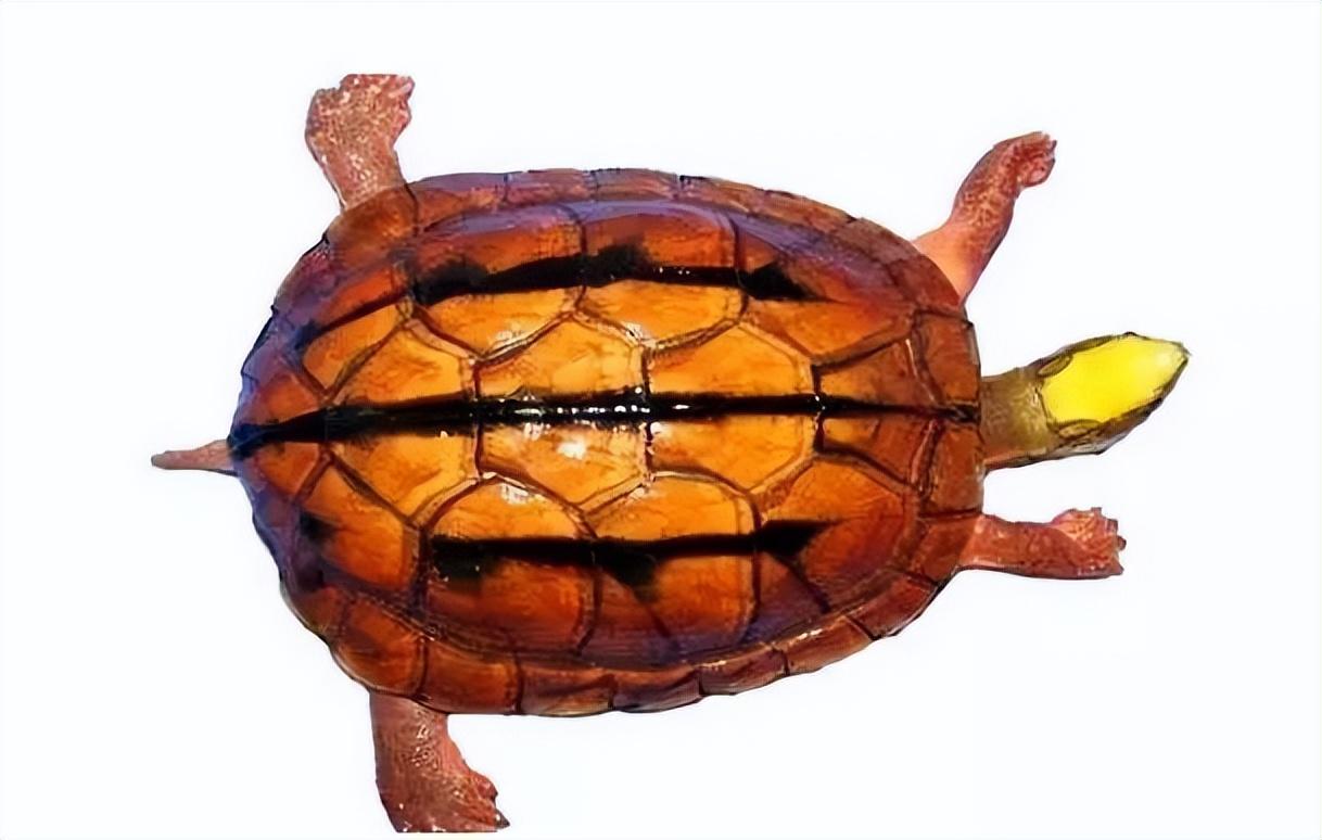 金钱龟怎么养才好（教你饲养好乌龟的环境布置）