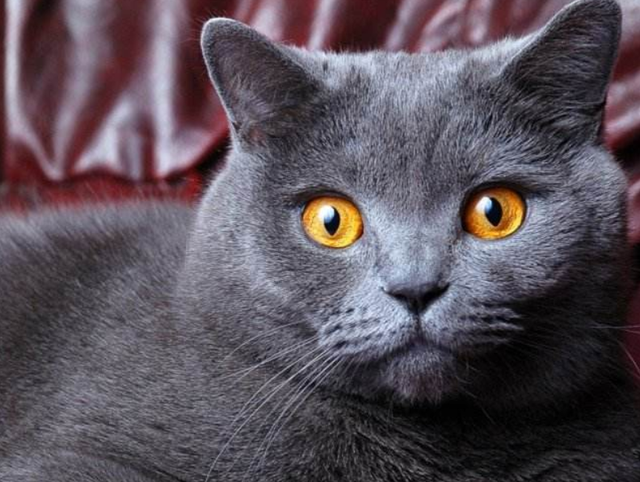 蓝猫和银渐层配出来是什么品种(蓝猫和银渐层配出什么猫)