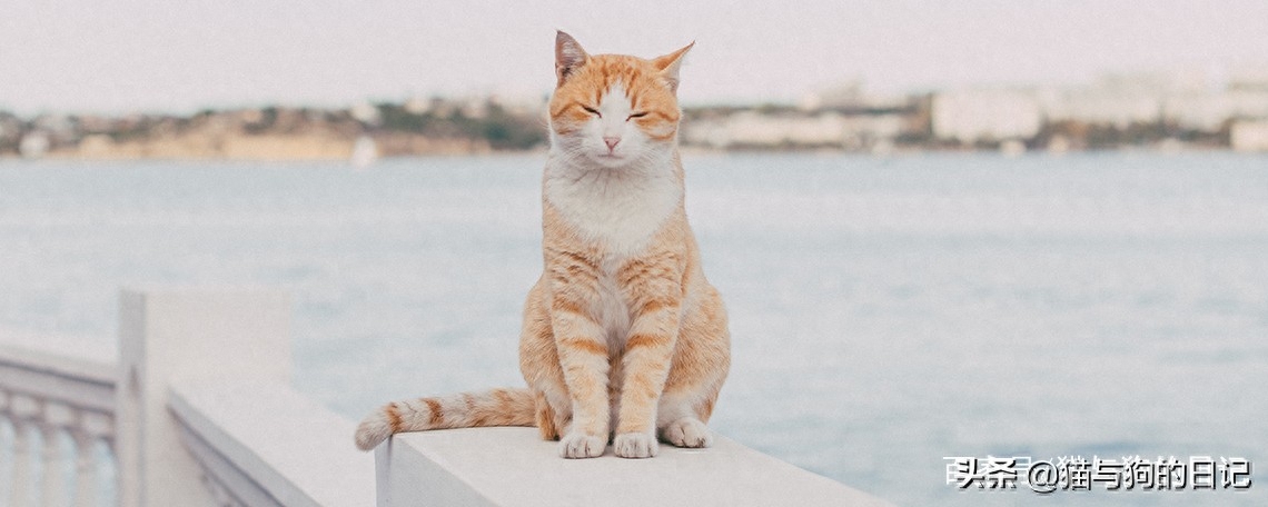 40天的小猫抱走可以养活吗（附：40天的幼猫到新环境可能会生病）