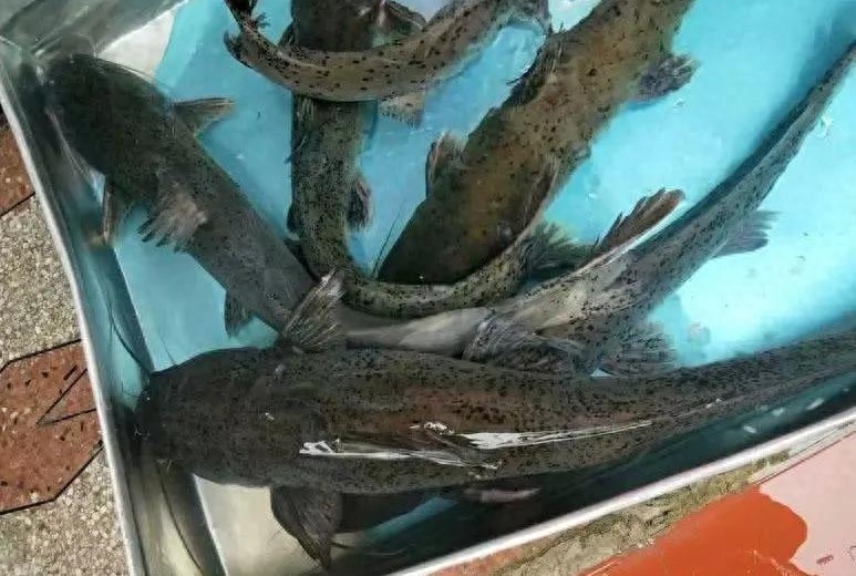 芝麻剑鱼图片（附：广西“芝麻剑”被吃成二级保护鱼类）