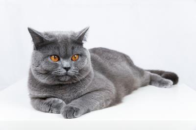 如何分辨猫咪性别（详解：怎么分辨猫的公母）