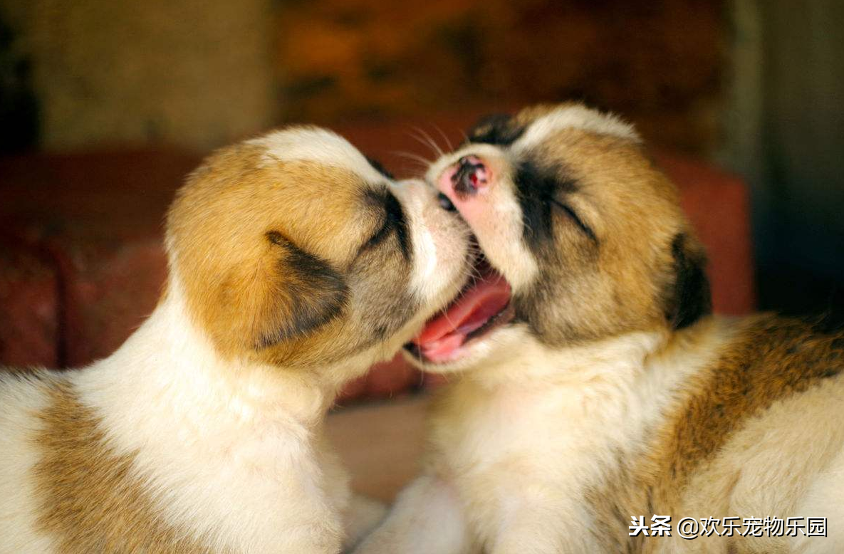 50元以下适合学生养的宠物狗有吗（10元以下的小宠物有吗）