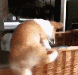 长毛短腿狗有哪些品种（矮脚名狗品种图片大全）