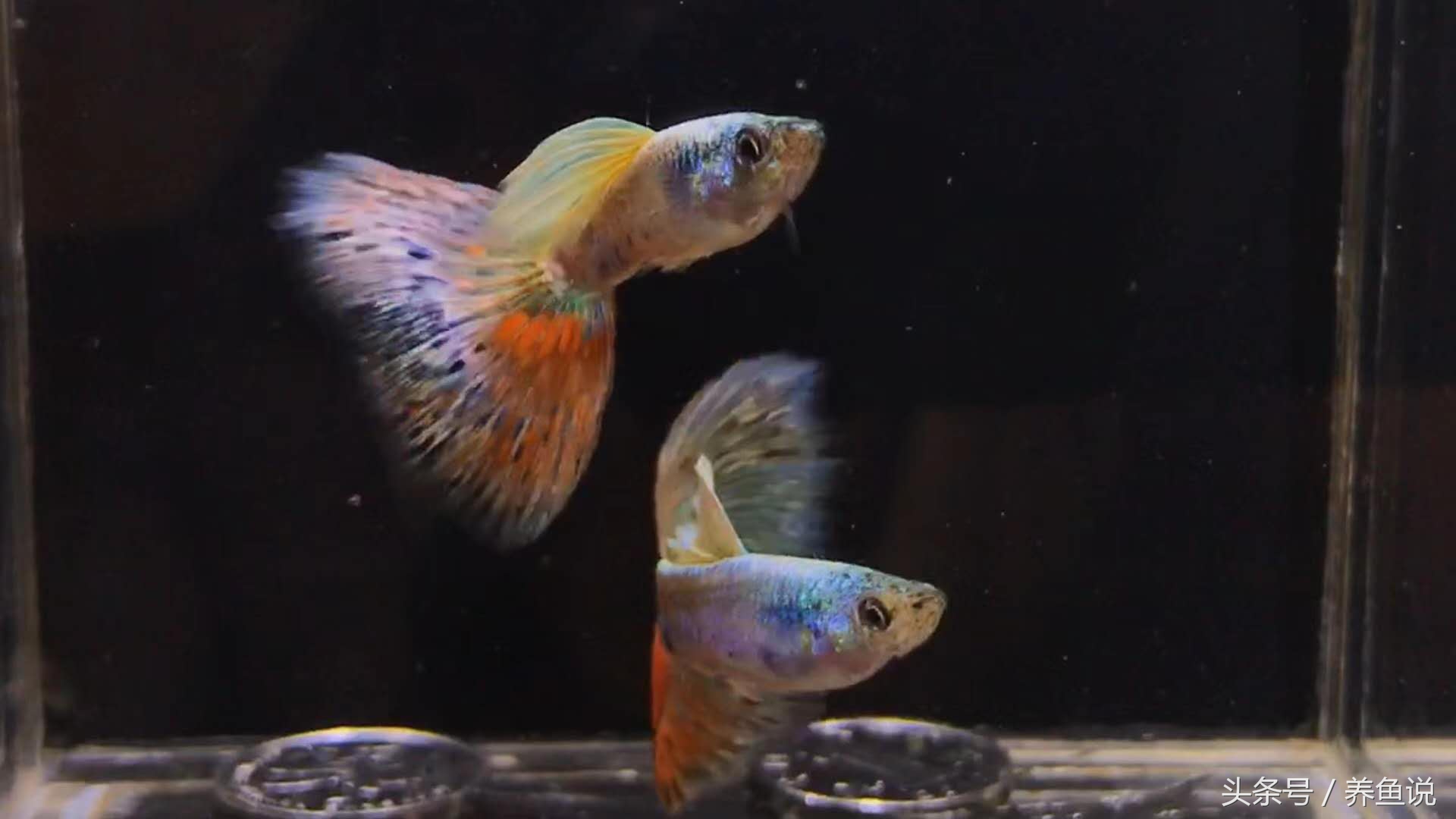 什么鱼和孔雀鱼混养最好呢（详解：混养孔雀鱼的最搭配）