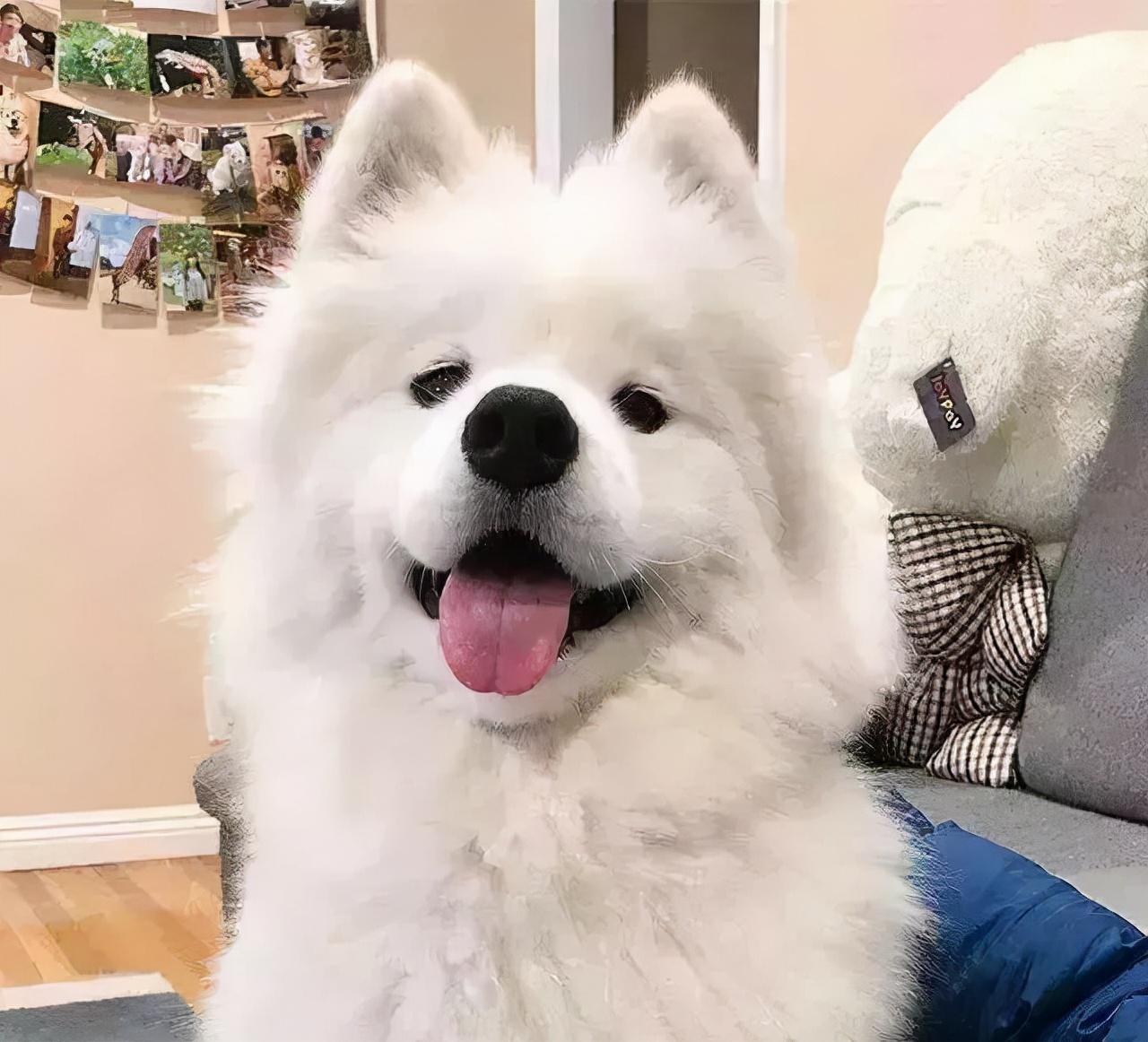 纯种萨摩犬的价格一览表（萨摩犬多少钱一只）