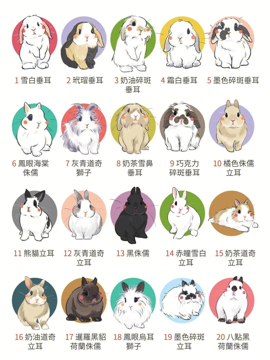 地摊上买的30元一只的兔子是肉兔吗（常见的漂亮兔子品种价格）