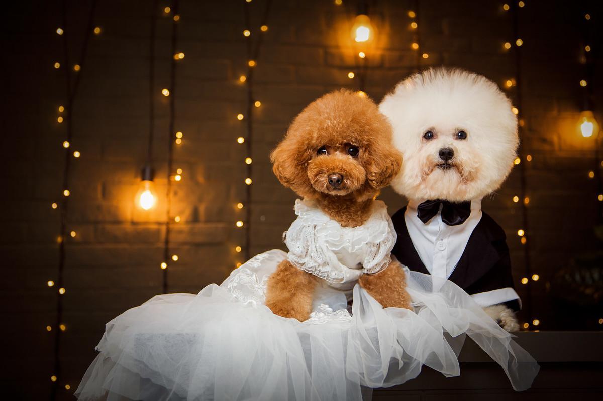 上班族养比熊还是泰迪（养泰迪和比熊哪个省心看这篇就懂了）