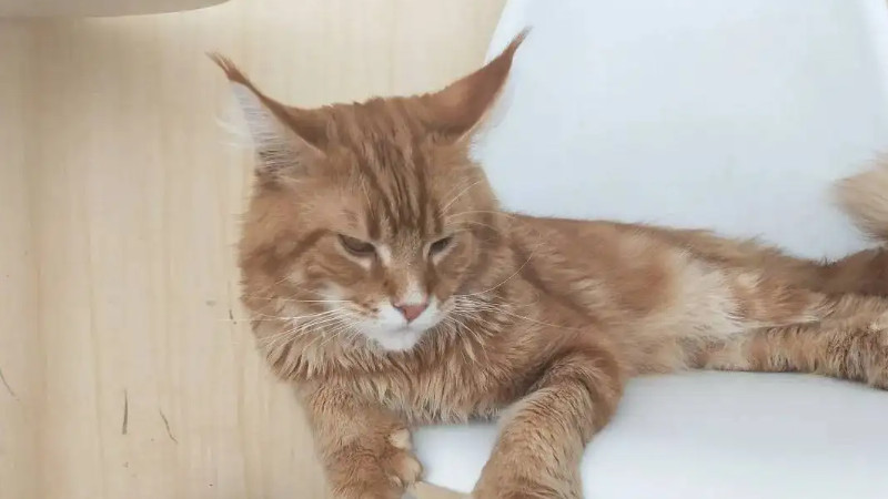 一生不做绝育的母猫会如何