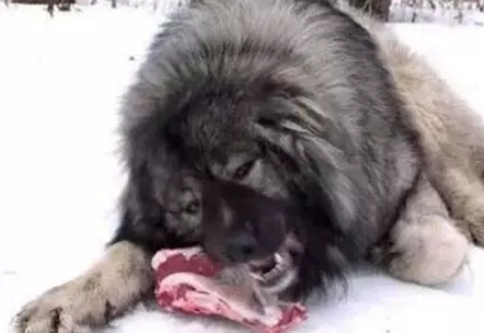 十大常见巨型犬排行（巨型犬品种大全）