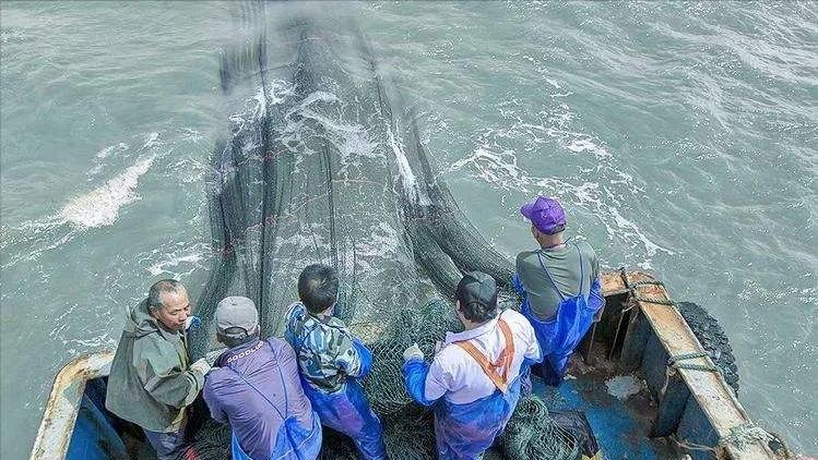 大黄鱼价格为什么差别大（大黄鱼价格多少钱一斤）