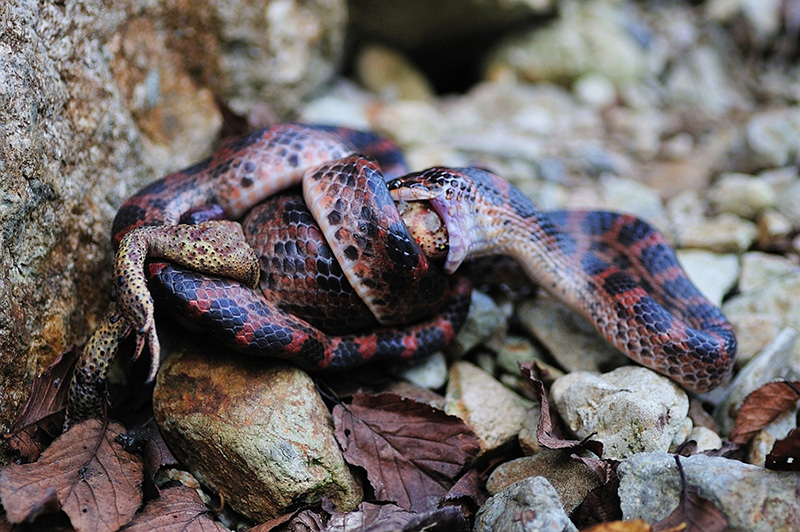 一圈黑色一圈红色的是什么蛇（ 详解：红黑相间的蛇有毒吗）