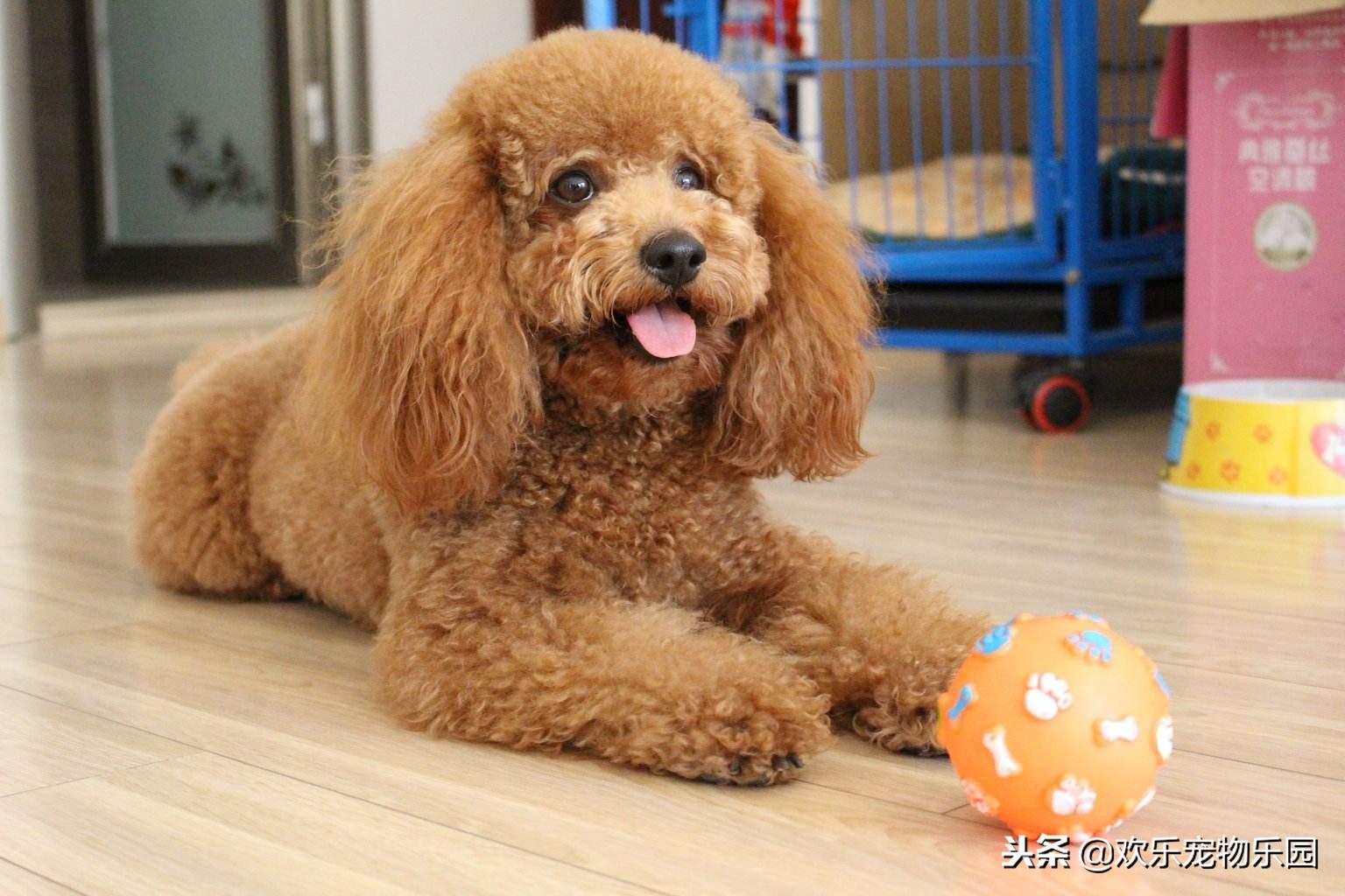 50元以下适合学生养的宠物狗有吗（10元以下的小宠物有吗）