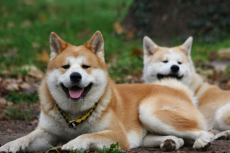 狗狗死后多久会转世为人啊