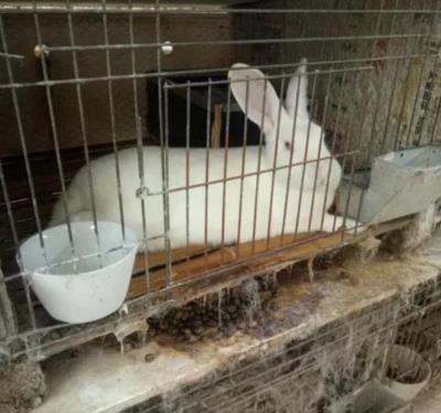 兔子可以活几年（兔子一年六七窝）