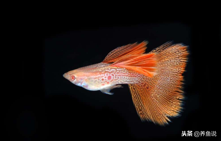 孔雀鱼有何魔力能集万千宠爱于一身呢（附：孔雀鱼精美图）