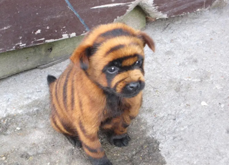虎斑犬图片有吗（网友：虎斑犬养了就不想换狗了）