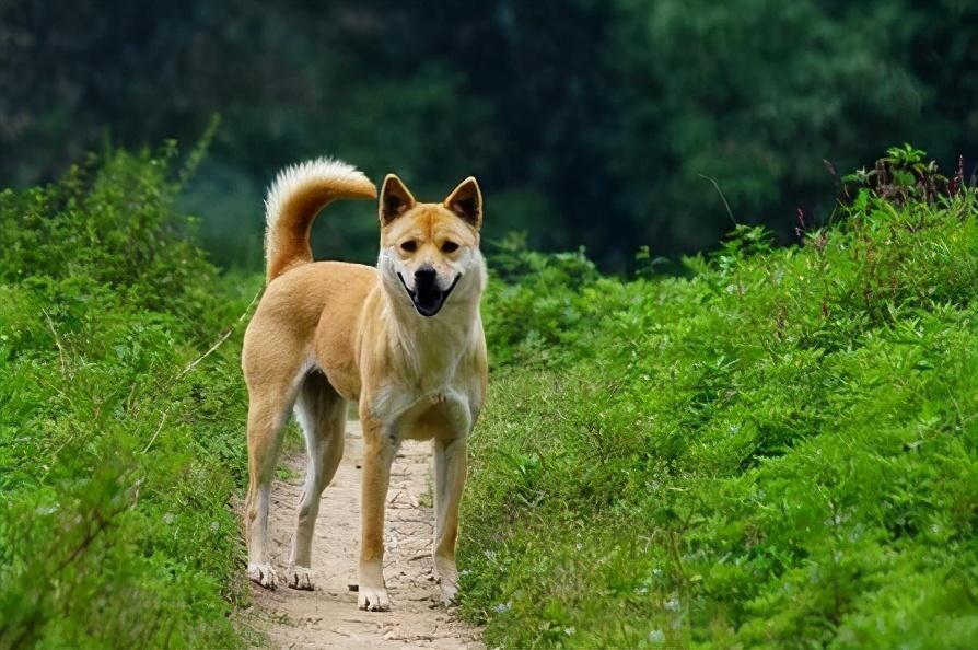 适合家养的狗狗排名（宠物狗什么品种好养）