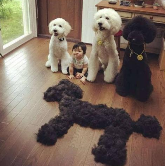 巨型贵宾犬价格（正宗贵宾犬几种图片欣赏）