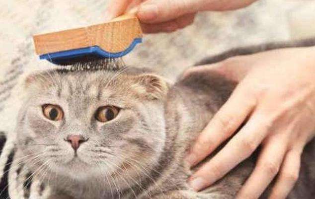 这7种猫简直是“掉毛王者”，都能织件毛衣了