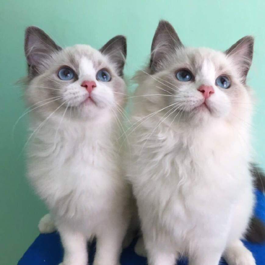 布偶千万不能养公猫（布偶公猫好还是母猫好）