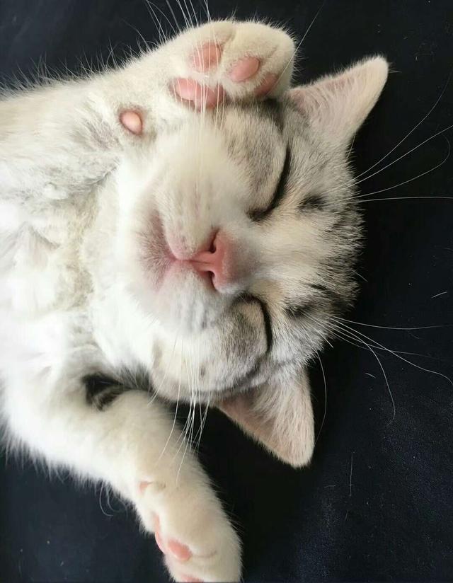 猫喘气急促伴有吭哧声是咋了