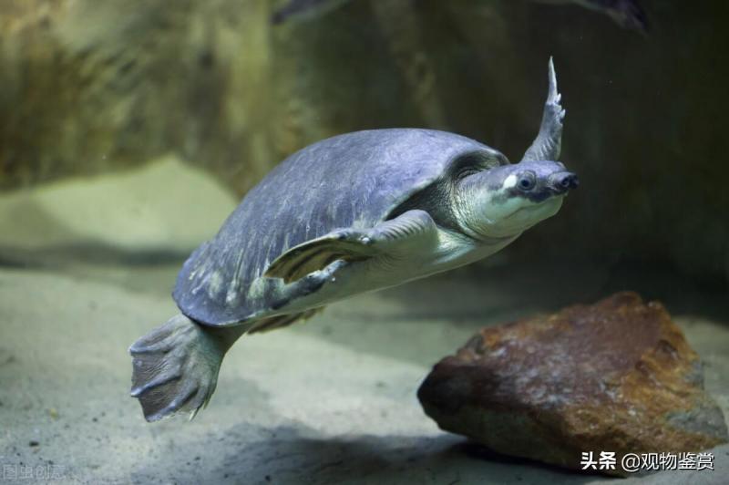 乌龟允许摸头了什么意思（详解：乌龟记仇的表现）