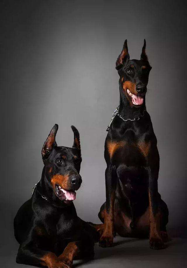 杜宾德系与美系，两个不同的世界