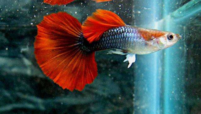 草缸十大首选鱼，总有一类适合你