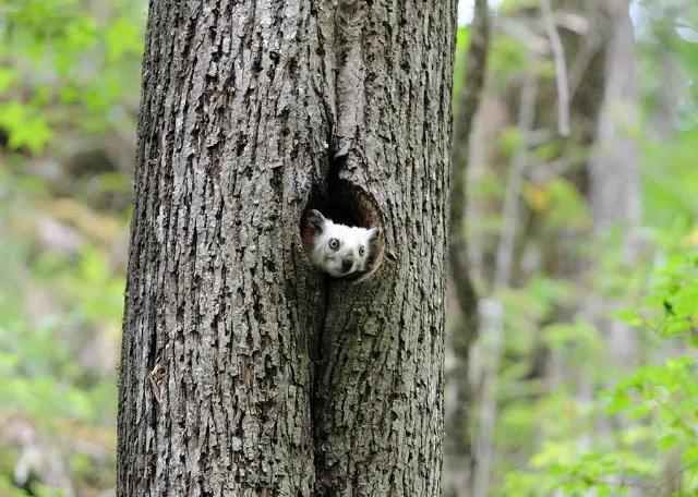 寒号鸟是种什么动物（寒号鸟是鼠类还是鸟类讲解）