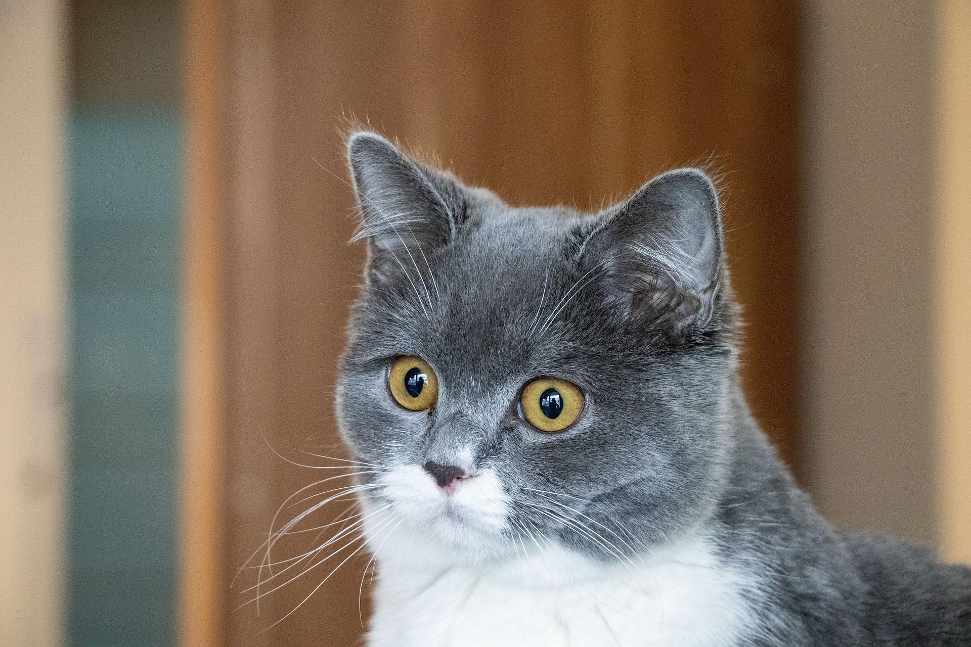 波斯猫和银渐层哪个更好（盘点波斯猫和银渐层性格特点大全）